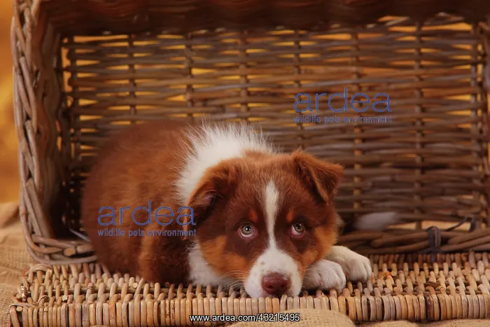 : Australian Shepherd, puppy, 8 weeks, lies in basket : Australian Shepherd, puppy, 8 weeks, lies in basket