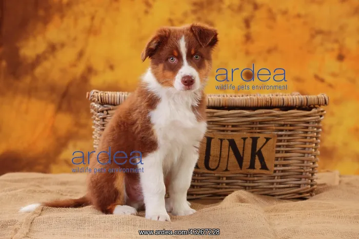 : Australian Shepherd, puppy, 8 weeks, sitting : Australian Shepherd, puppy, 8 weeks, sitting