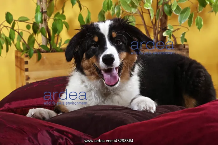  : Australian Shepherd puppy lying on cushions