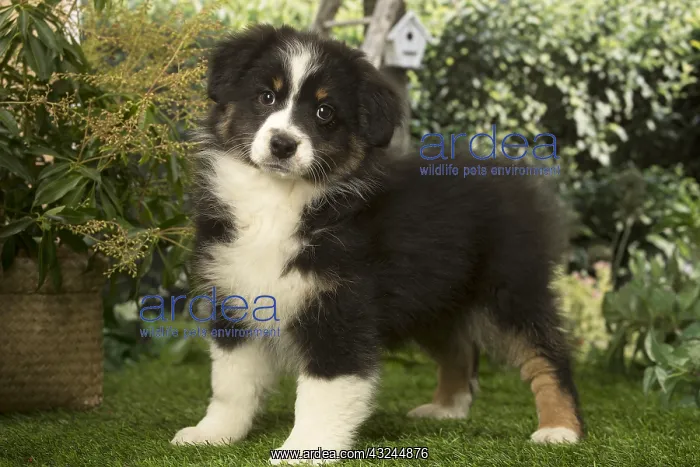 : Australian Shepherd puppy outdoors in the garden : Australian Shepherd puppy outdoors in the garden