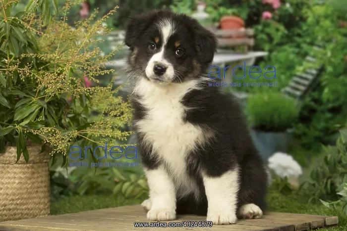 : Australian Shepherd puppy outdoors in the garden : Australian Shepherd puppy outdoors in the garden