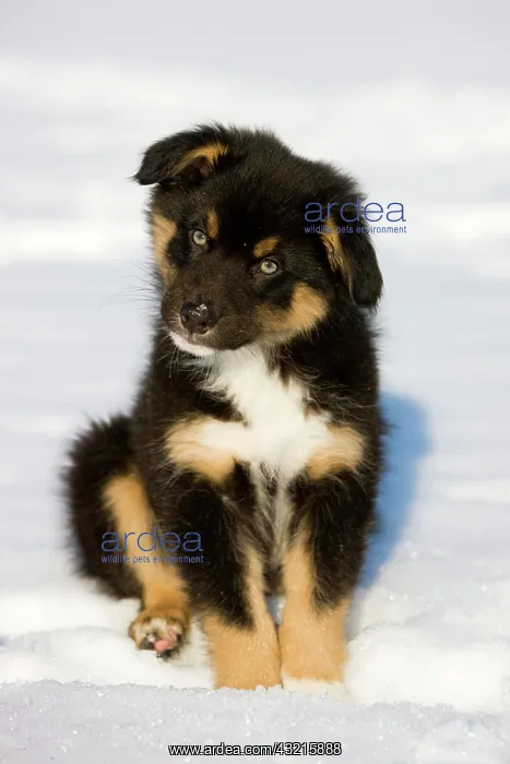 : Australian Shepherd puppy, tricolour, sitting in : Australian Shepherd puppy, tricolour, sitting in