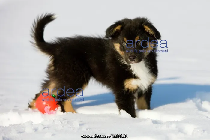 : Australian Shepherd puppy, tricolour, standing in : Australian Shepherd puppy, tricolour, standing in