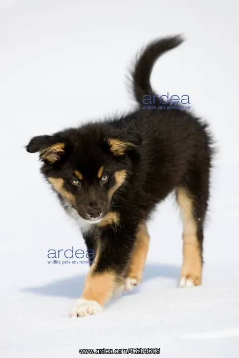 : Australian Shepherd puppy, tricolour, walking in : Australian Shepherd puppy, tricolour, walking in