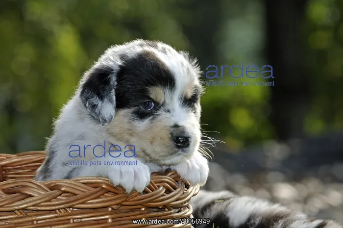 : Australian Shepherd puppy in a wicker basket in France : Australian Shepherd puppy in a wicker basket in France