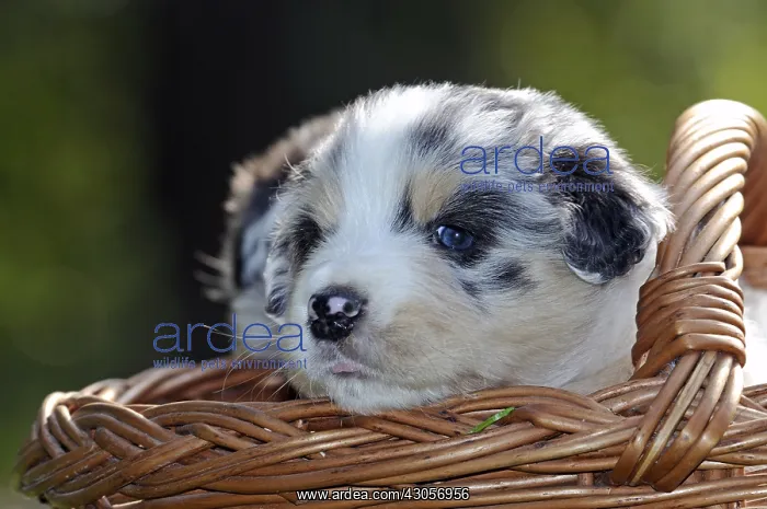 : Australian Shepherd puppy in a wicker basket in France : Australian Shepherd puppy in a wicker basket in France