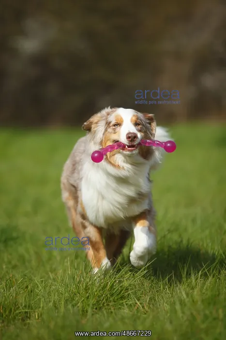 : Australian Shepherd, red-merle : Australian Shepherd, red-merle