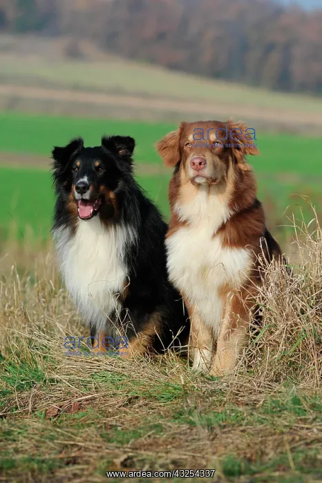 : Australian Shepherd and Shetland Sheepdog or Sheltie : Australian Shepherd and Shetland Sheepdog or Sheltie