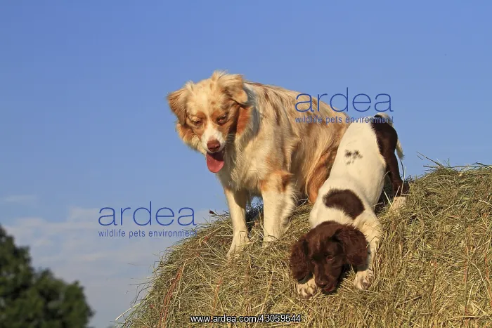 : Australian Shepherd and Small Munsterlander 3 months : Australian Shepherd and Small Munsterlander 3 months