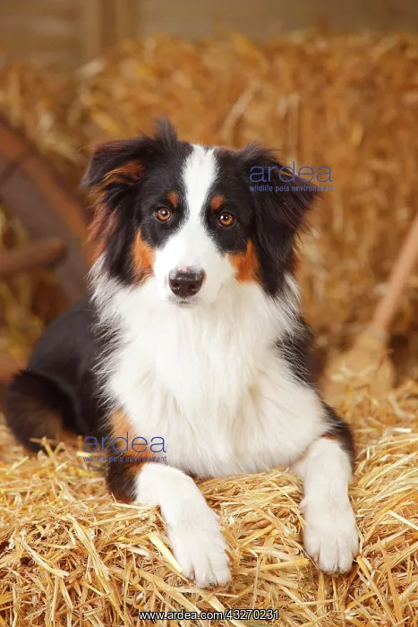 : Australian Shepherd, young bitch, black-tri, 10 : Australian Shepherd, young bitch, black-tri, 10