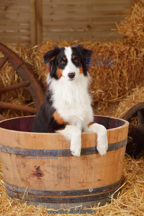 : Australian Shepherd, young bitch, black-tri, 10 : Australian Shepherd, young bitch, black-tri, 10