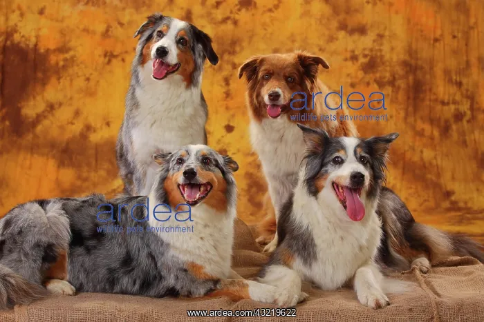 : Australian Shepherds, bitches, and Border Collie : Australian Shepherds, bitches, and Border Collie