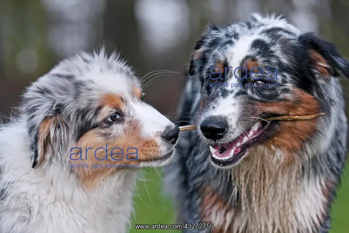 : Two Australian Shepherds chewing on a stick : Two Australian Shepherds chewing on a stick