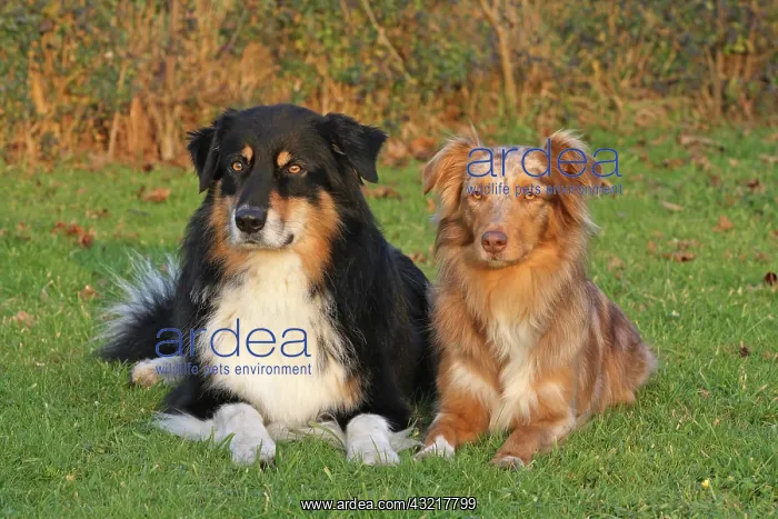 : Two Australian Shepherds lying on a meadow next : Two Australian Shepherds lying on a meadow next