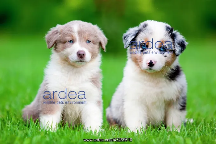 : Australian Shepherds, puppies sitting in a meadow : Australian Shepherds, puppies sitting in a meadow