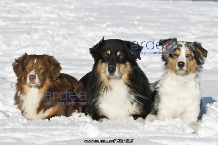 : Three Australian Shepherds in snow, lying next to : Three Australian Shepherds in snow, lying next to