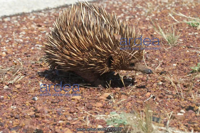 : Australian Short-beaked / short-nosed / Spiny ECHIDNA : Australian Short-beaked / short-nosed / Spiny ECHIDNA