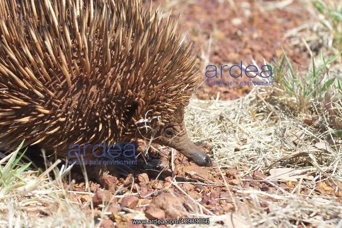 : Australian Short-beaked / short-nosed / Spiny ECHIDNA : Australian Short-beaked / short-nosed / Spiny ECHIDNA