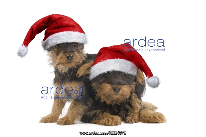 : Australian Silky Terrier Dog, also known as Silky : Australian Silky Terrier Dog, also known as Silky