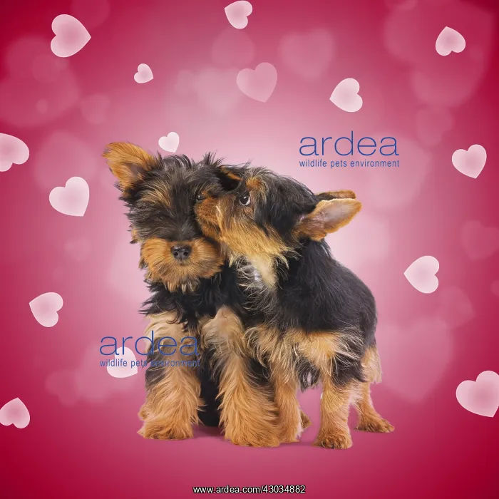 : Australian Silky Terrier Dog, also known as Silky : Australian Silky Terrier Dog, also known as Silky