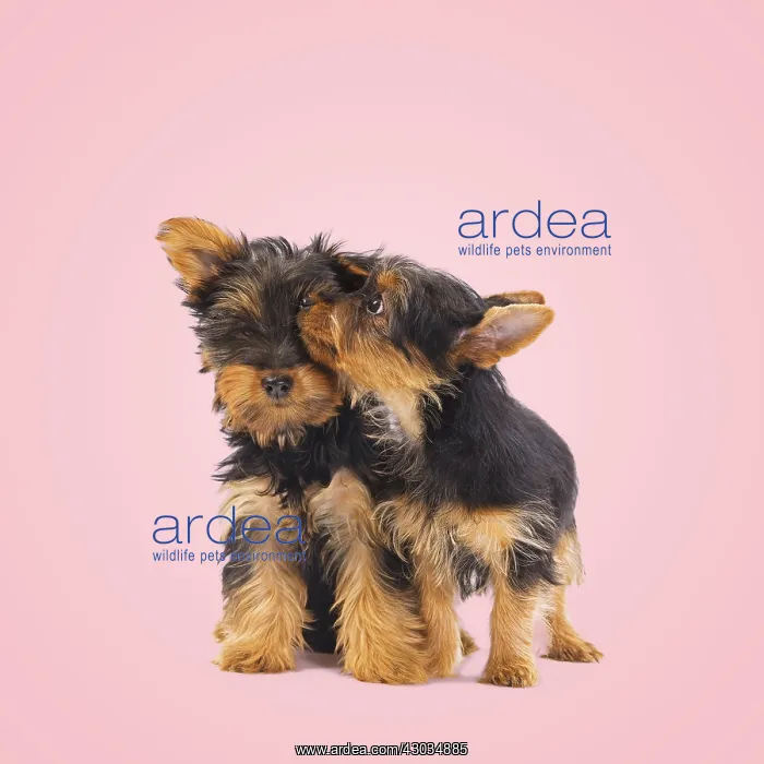 : Australian Silky Terrier Dog, also known as Silky : Australian Silky Terrier Dog, also known as Silky