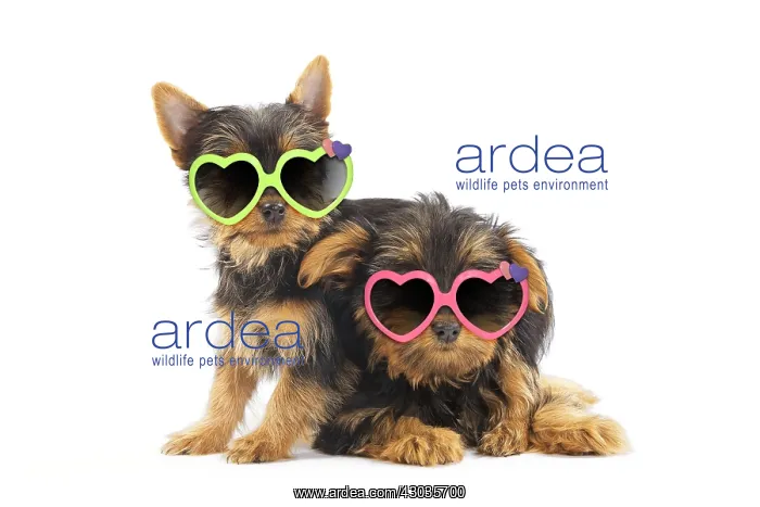 : Australian Silky Terrier Dog, also known as Silky : Australian Silky Terrier Dog, also known as Silky