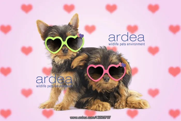 : Australian Silky Terrier Dog, also known as Silky : Australian Silky Terrier Dog, also known as Silky