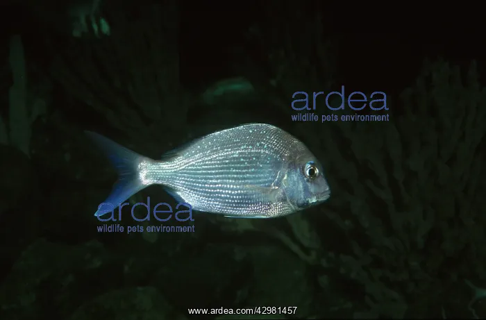: Australian Snapper : Australian Snapper