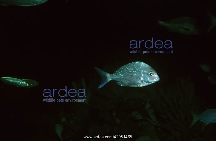 : Australian Snapper : Australian Snapper