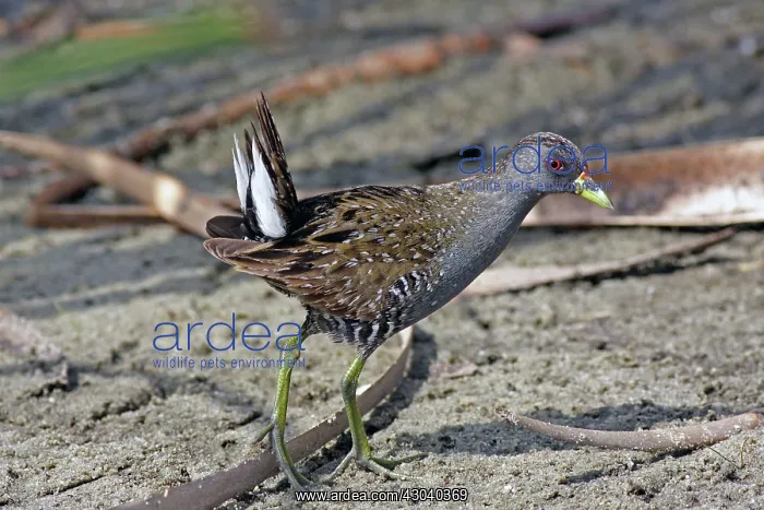 : Australian Spotted Crake : Australian Spotted Crake