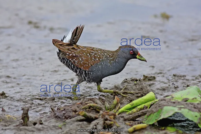 : Australian Spotted Crake : Australian Spotted Crake