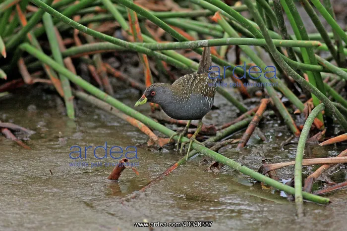  : Australian Spotted Crake