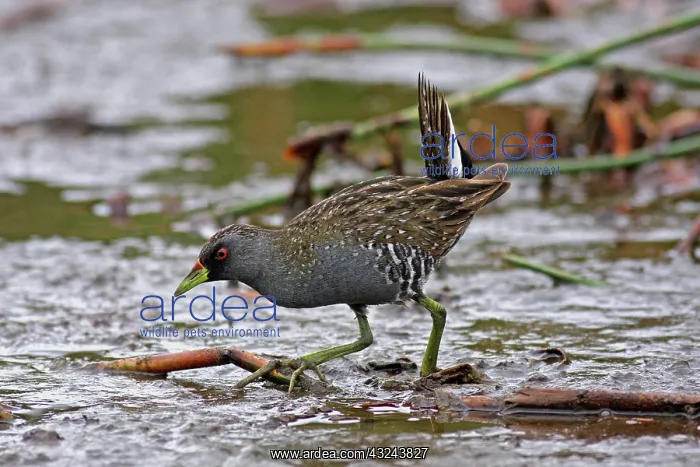 : Australian Spotted Crake : Australian Spotted Crake