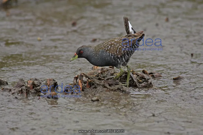 : Australian Spotted Crake : Australian Spotted Crake