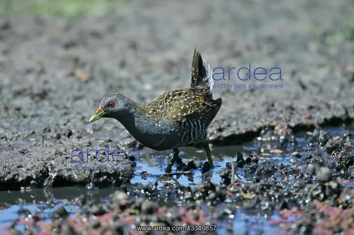 : Australian Spotted CRAKE : Australian Spotted CRAKE