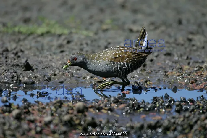 : Australian Spotted crake : Australian Spotted crake