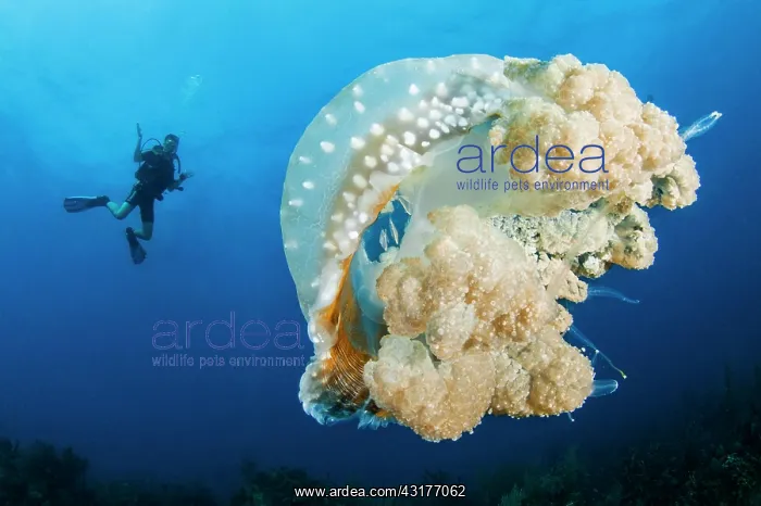 : Australian spotted jellyfish (Phyllorhiza punctata) : Australian spotted jellyfish (Phyllorhiza punctata)