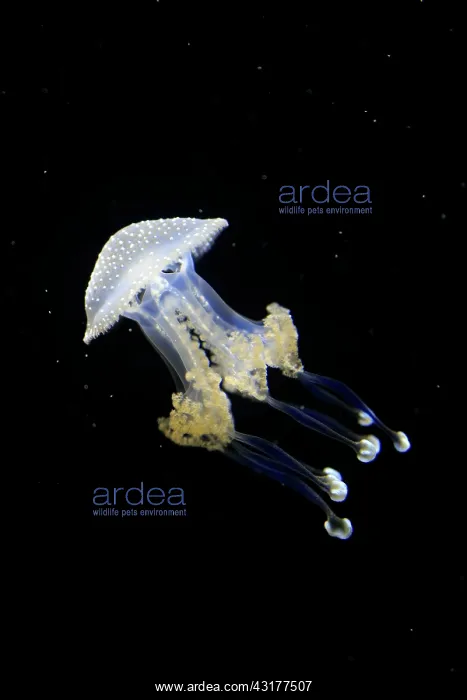 : Australian spotted jellyfish (Phyllorhiza punctata) : Australian spotted jellyfish (Phyllorhiza punctata)