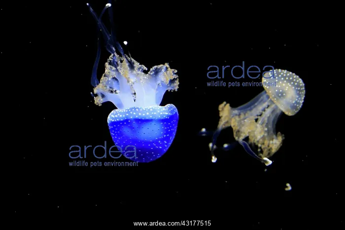 : Australian spotted jellyfish (Phyllorhiza punctata) : Australian spotted jellyfish (Phyllorhiza punctata)