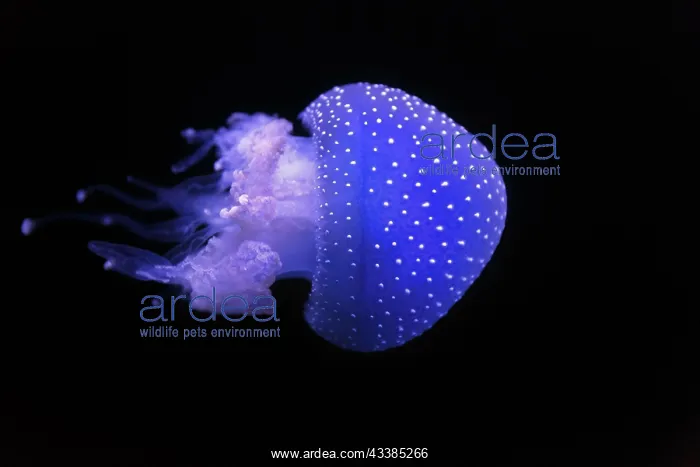 : Australian spotted jellyfish (Phyllorhiza punctata) i : Australian spotted jellyfish (Phyllorhiza punctata) i