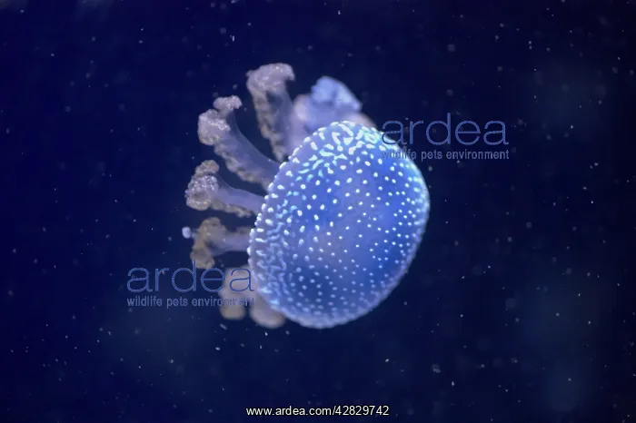 : Australian Spotted / White-Spotted Jellyfish : Australian Spotted / White-Spotted Jellyfish