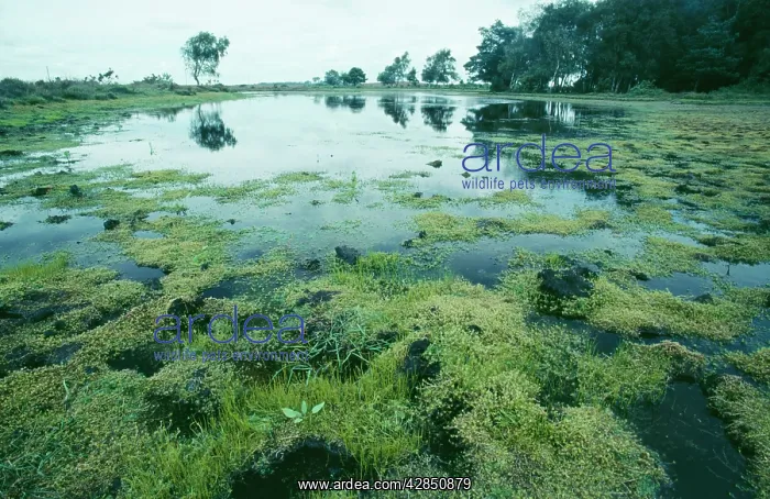 : Australian Swamp STONECROP / New Zealand Pigmyweed : Australian Swamp STONECROP / New Zealand Pigmyweed