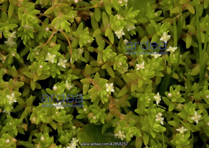 : Australian Swamp STONECROP / New Zealand Pigmyweed : Australian Swamp STONECROP / New Zealand Pigmyweed
