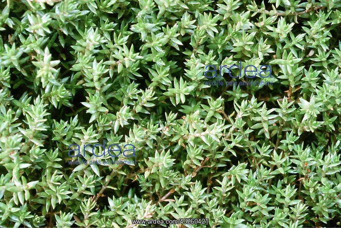 : Australian Swamp Stonecrop / New Zealand Pigmyweed : Australian Swamp Stonecrop / New Zealand Pigmyweed