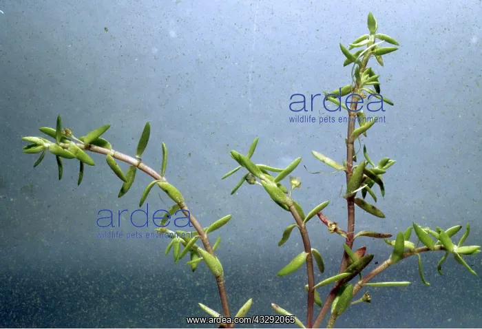 : Australian Swamp Stonecrop / New Zealand Pigmyweed : Australian Swamp Stonecrop / New Zealand Pigmyweed