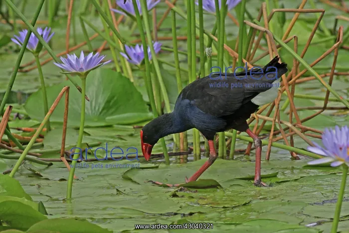 : Australian Swamphen : Australian Swamphen