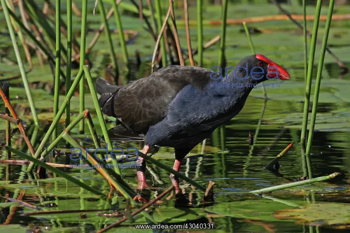 : Australian Swamphen : Australian Swamphen