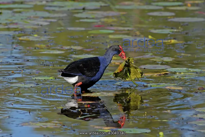 : Australian Swamphen : Australian Swamphen