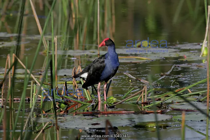 : Australian Swamphen : Australian Swamphen