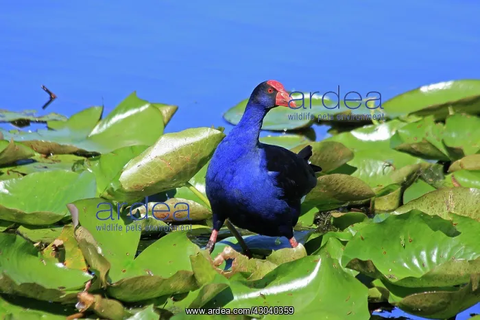 : Australian Swamphen : Australian Swamphen